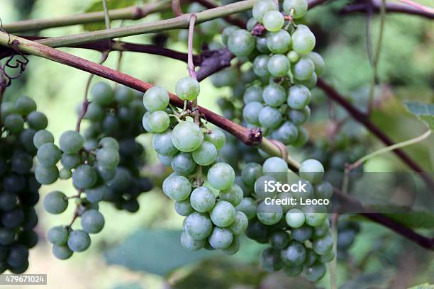 Grapes Stock Photo - Download Image Now - 2015, Bunch, Circle