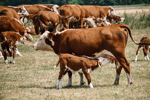 Lonely calf standing in green field