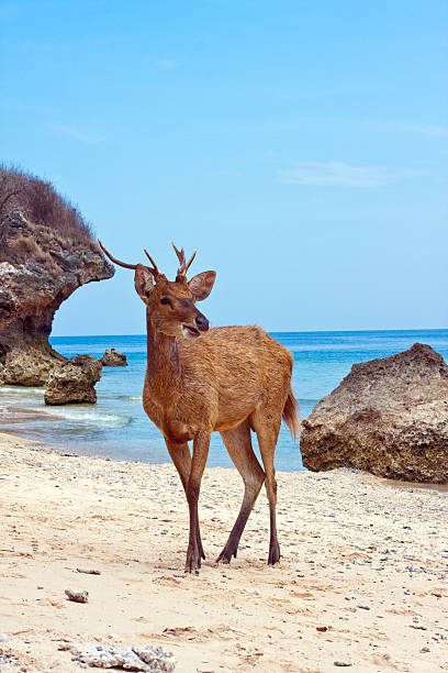 istock Deer standing on a sandy beach near to seacoast 479672308