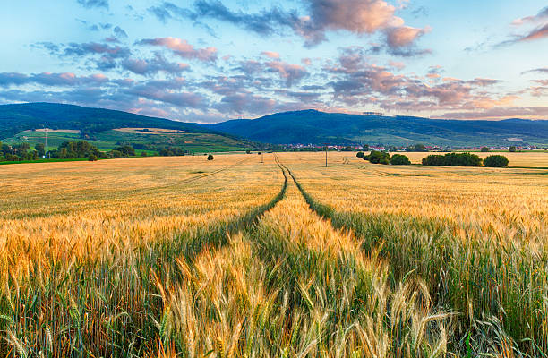 istock Agriculture - Wheat field 479672316