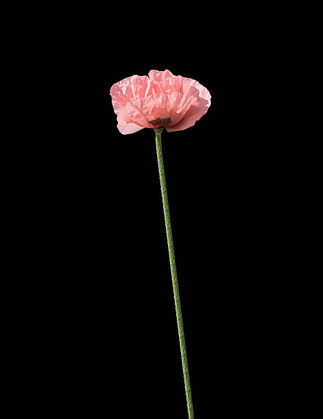 istock Pale salmon pink poppies 479672602