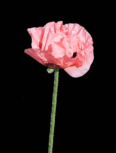 istock Pale salmon pink poppies 479672606