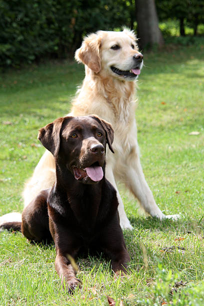 istock Labrador and Golden Retriever 479672774