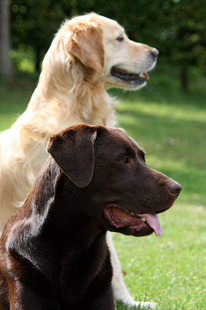 istock Labrador and Golden Retriever 479672776