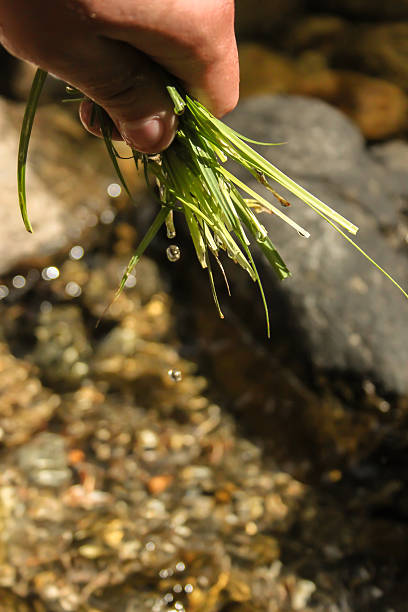 mano con plantas - seedling dirt spring water fotografías e imágenes de stock