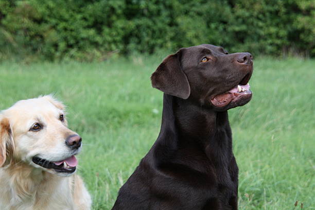 istock Labrador and Golden Retriever 479675612