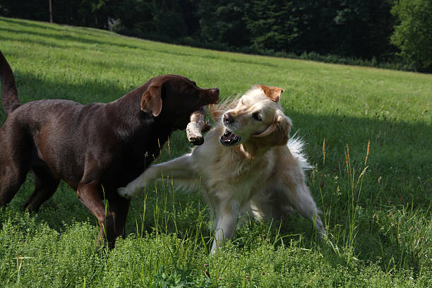 istock Labrador and Golden Retriever 479675614