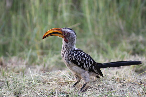 istock Southern Yellow-billed Hornbill 479676632