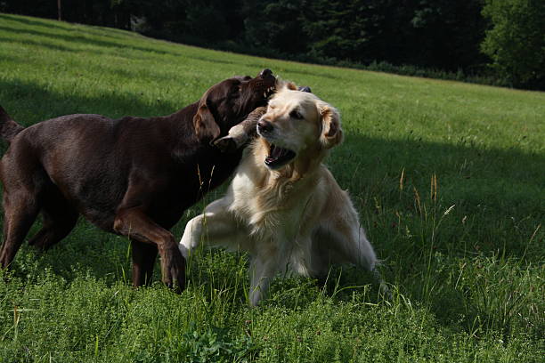 istock Labrador and Golden Retriever 479677438