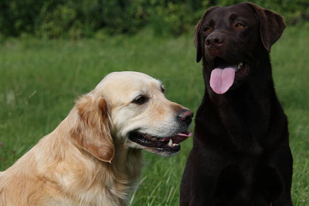 istock Labrador and Golden Retriever 479677440