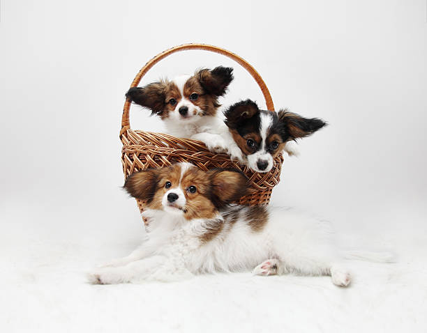 istock Papillon puppies in the basket 479677674