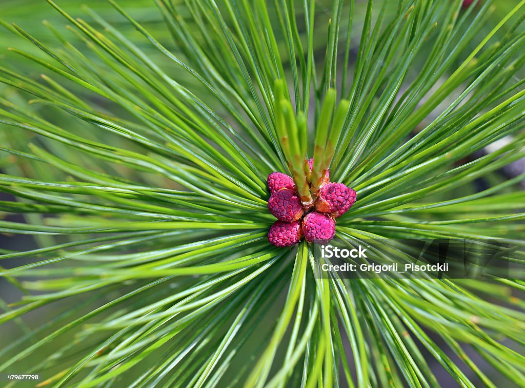 Blossoming of a cedar Flower and needles of a cedar close up 2015 Stock Photo