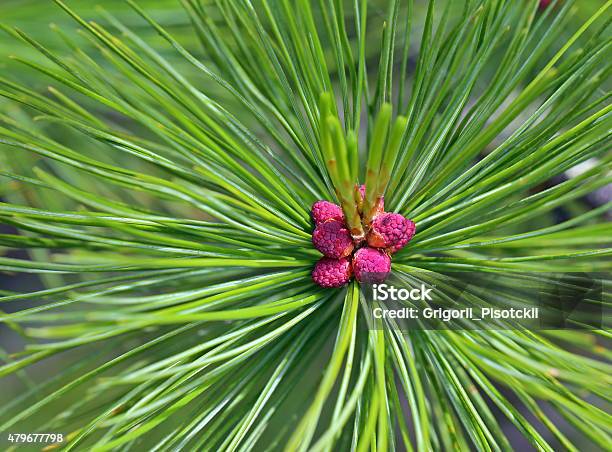 Blossoming Of A Cedar Stock Photo - Download Image Now - 2015, Backgrounds, Branch - Plant Part