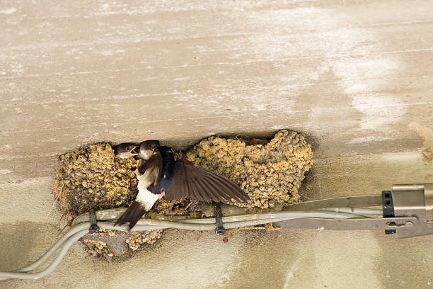 istock Swallows - baby birds feeding time, nest under eaves. 479681594