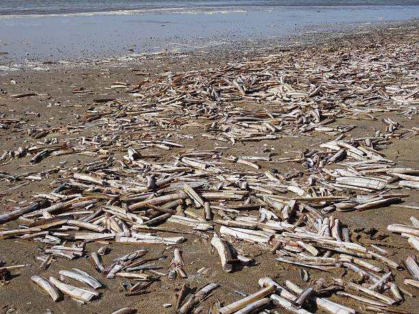 istock Beach filled with Atlantic jackknife clams 479684390