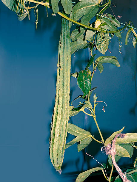 loofa acutangula - cucurbitales - fotografias e filmes do acervo