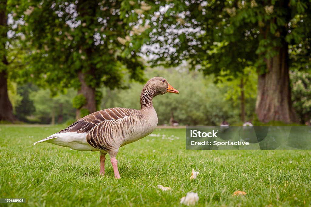 Goose in a green park Goose in a green park at a summertime 2015 Stock Photo