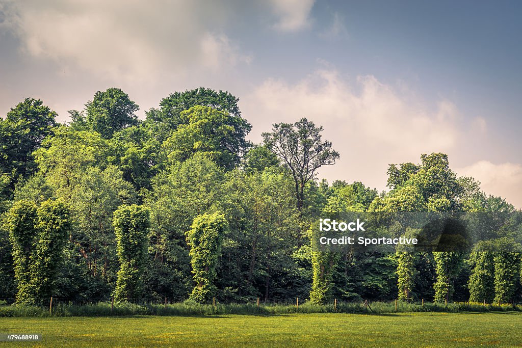 Trees on a row on a field Park with green trees on a row 2015 Stock Photo