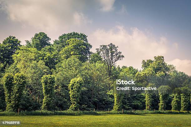 Trees On A Row On A Field Stock Photo - Download Image Now - 2015, Agriculture, Backgrounds