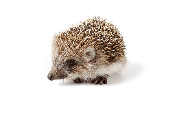 istock Cute baby hedgehog isolated in front of white background 479690516