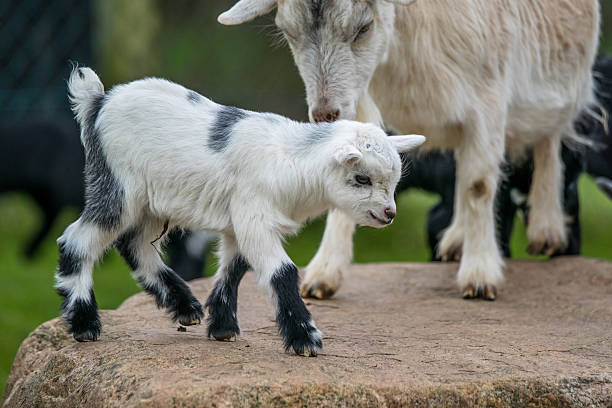 istock Goat kid with its mother 479692828
