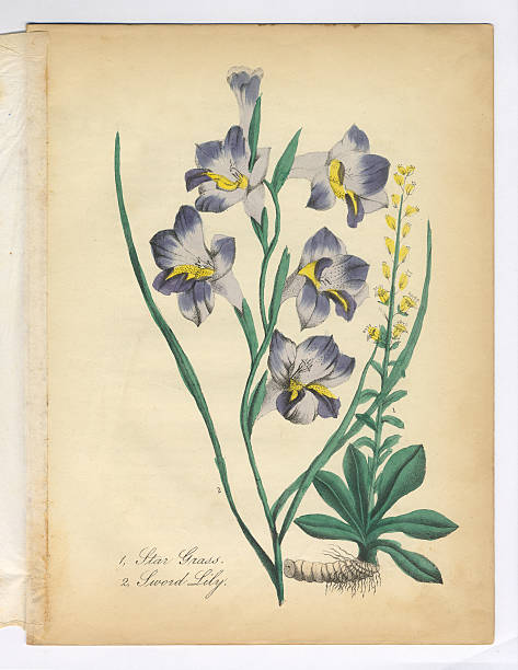 star gras und schwert lily viktorianischen botanischen illustrationen - white background isolated on white isolated gladiolus stock-grafiken, -clipart, -cartoons und -symbole