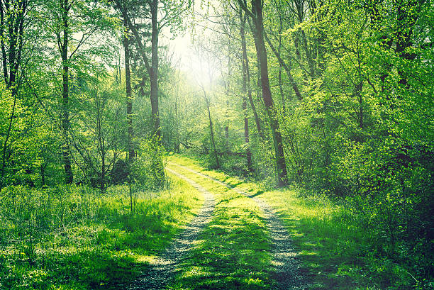 istock Road in a green forest with sunshine 479694026