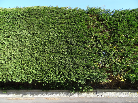 Photo showing a neatly trimmed Leylandii hedge, which is growing behind a low stone wall, where it is providing both privacy and an attractive green natural backdrop for the garden.