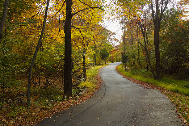 istock Road to the forest 479694827
