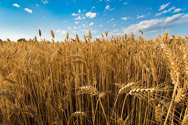 istock ears of wheat 479697336
