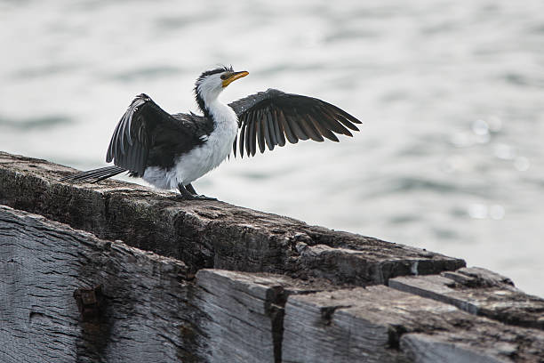 Cormorant Bird Drying its Wings stock photo