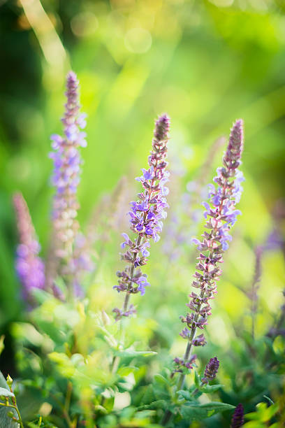 istock garden sage flowers, close up 479697424