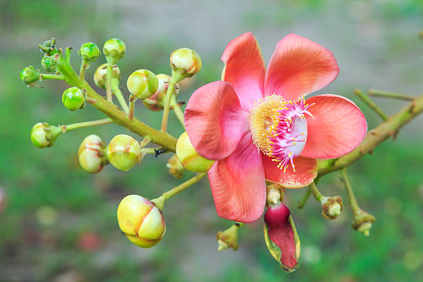 istock Flowers Couroupita Guianensis 479697770
