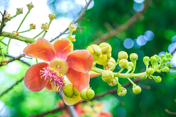 istock Flowers Couroupita Guianensis 479697780