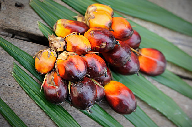 istock Fresh oil palm fruits 479697988