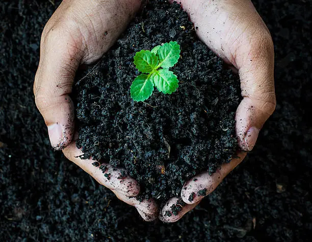 Photo of Hands holding soil with young plant.