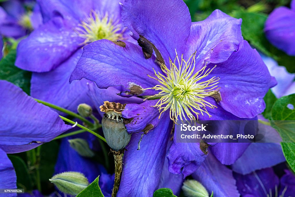 Nice Purple Flowers in Garden Nice Purple Flowers in Garden - Nice colorful and vibrant garden flowers. 2015 Stock Photo