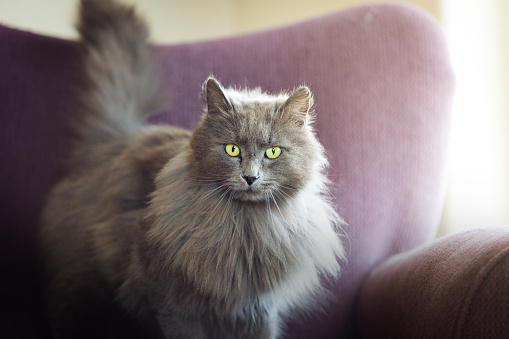 Sleepy fluffy cat with green eyes resting on couch and looking at camera, indoors. Tired cute gray fur pet lying on sofa. Animal theme. Close-up, low angle view