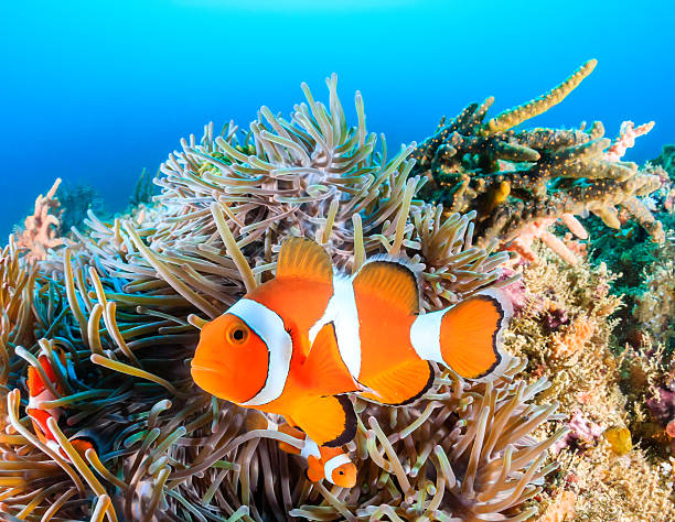 clownfish swim around their host anemone with blue water behind - 銀線小丑魚 個照片及圖片檔
