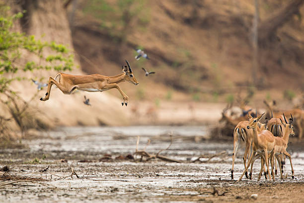 impala (aepyceros melampus) sauter dans la boue - impala photos et images de collection