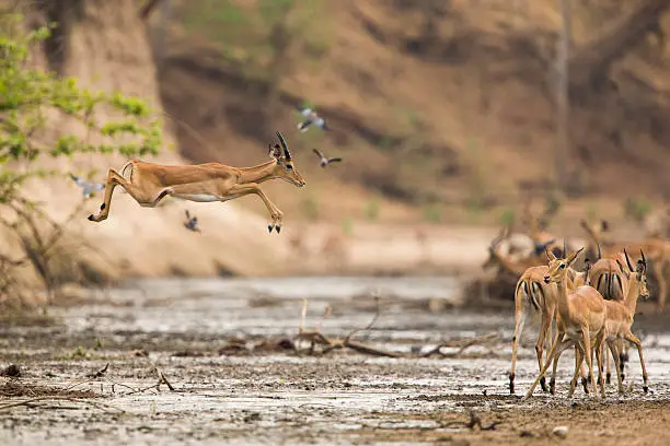Young male Impala (Aepyceros melampus) jumping across muddy river