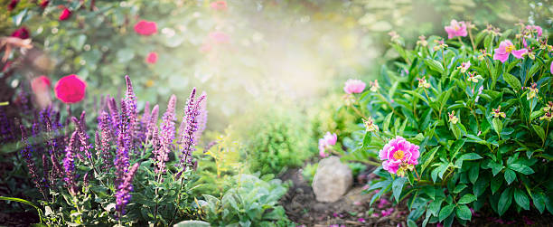 정원 현명한과 붉은 장미 꽃으로 모란 부시 - frame flower ornamental garden beauty in nature 뉴스 사진 이미지