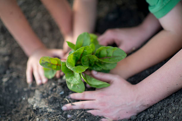 istock Planting in the Garden 479703962
