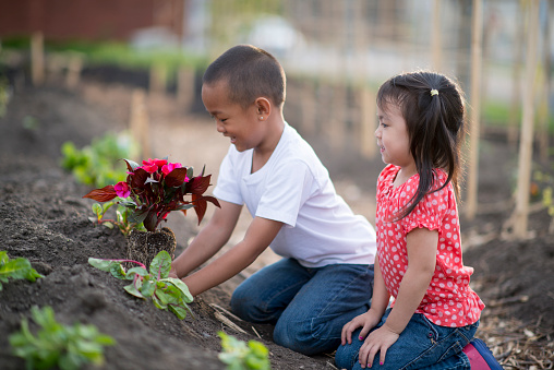 Friends and/or siblings planting flowers and vegetables in a garden.