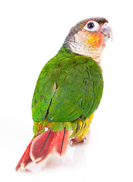 istock Pyrrhura molinae 479704098