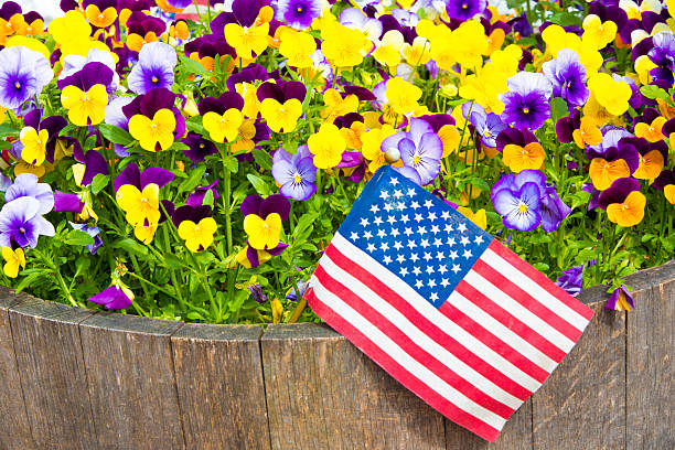 Assorted pansies and American Flag Assorted colorful pansies in a large wooden bucket with an American Flag american flag flowers stock pictures, royalty-free photos & images