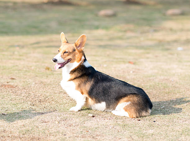 istock Welsh Corgi Pembroke 479704198