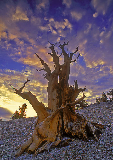 bristlecone aube - bristlecone pine photos et images de collection