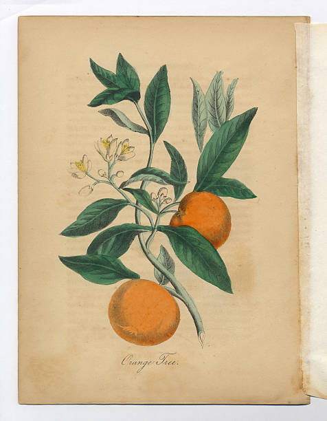 drzewo pomarańczy wiktoriańskim ilustracja botaniczny - citrus fruit illustrations stock illustrations