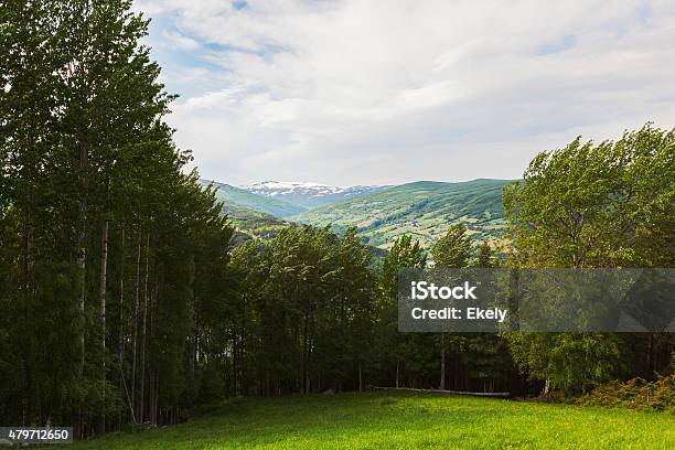 Norwegian Landscape With Green Lawn And Deciduous Trees In Summer Stock Photo - Download Image Now